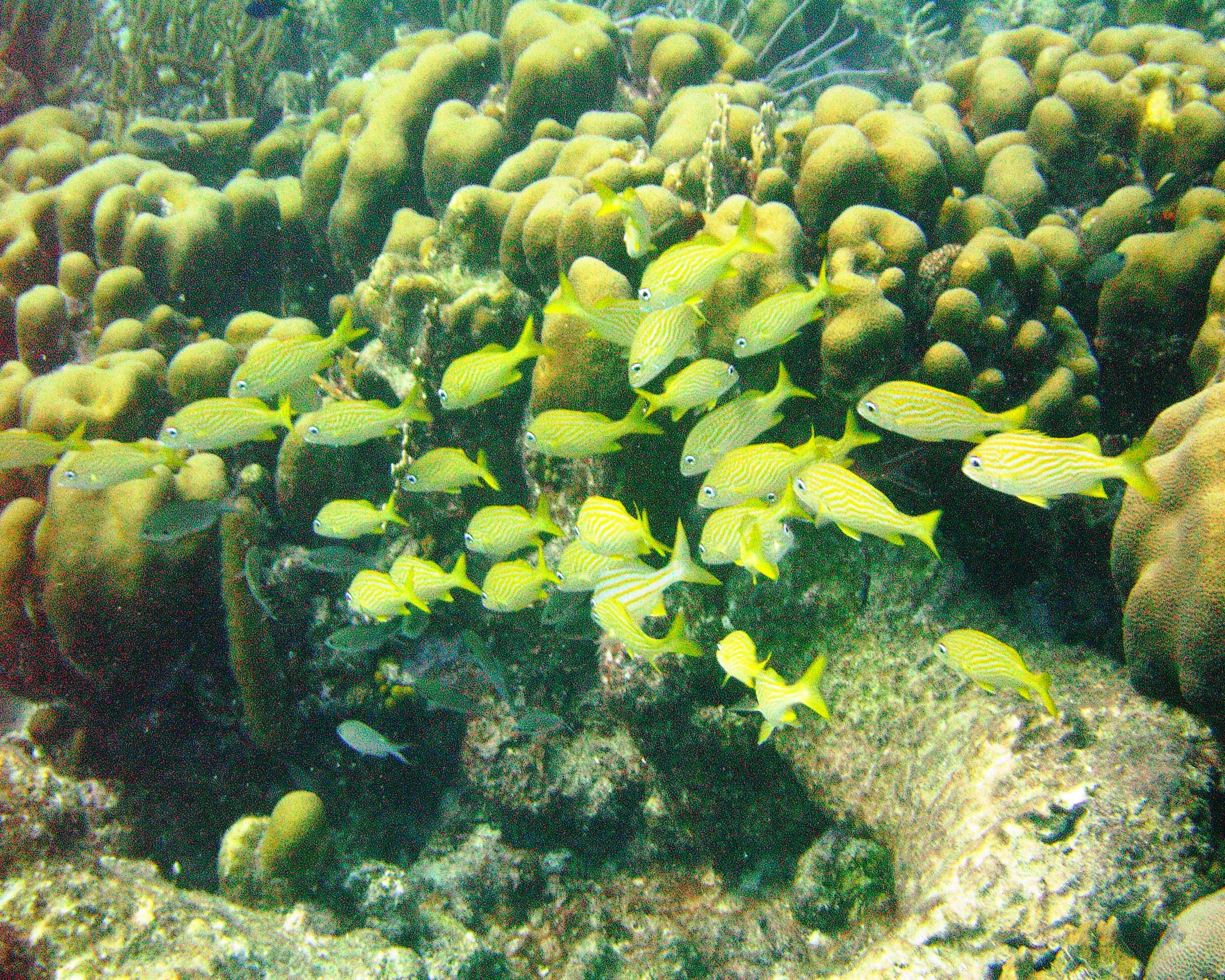 Yellow Fish and Reef